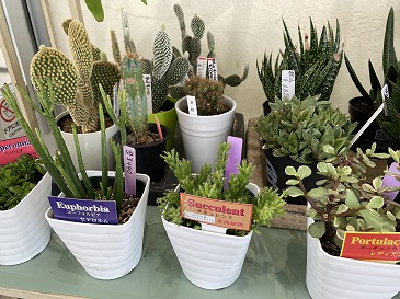 多肉植物