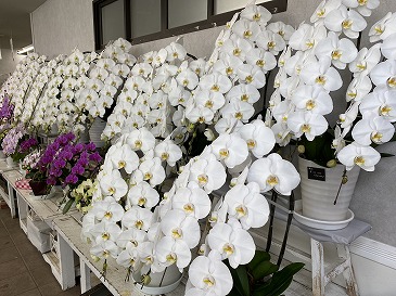 胡蝶蘭