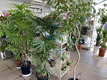 シュロチク 16500円