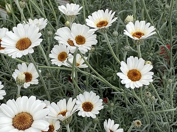 ローダンセマム　　　　