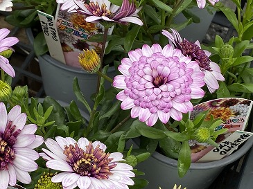 　オステオスペルマム