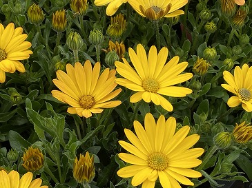 　オステオスペルマム