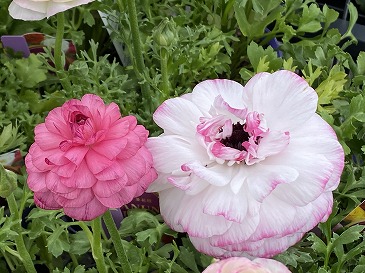 　ラナンキュラス