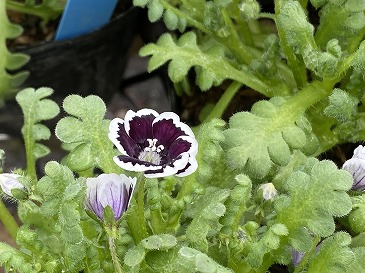 　ネモフィラ　ブラック