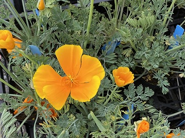 カリフォルニアポピー　