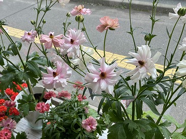 ラナンキュラス・ラックス　