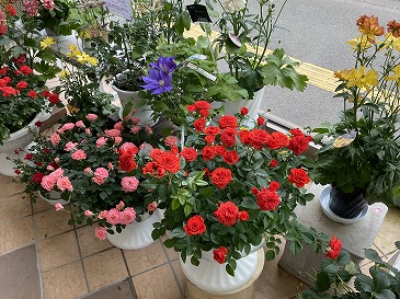 　ミニバラ　など