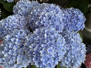 　ハイドランジャー