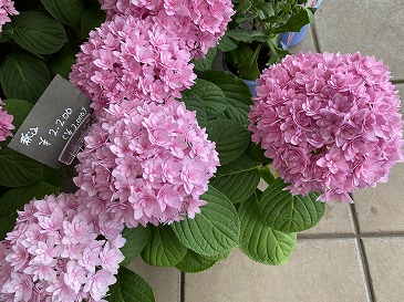 　ハイドランジャー