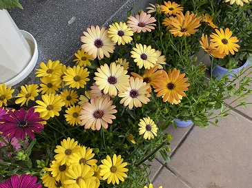 　オステオスペルマム