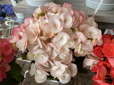 リーガースベゴニア　