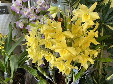 　デンドロビウム