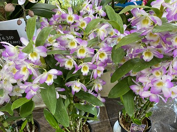 　デンドロビウム