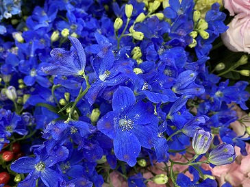 デルフィニウム・グランブルー