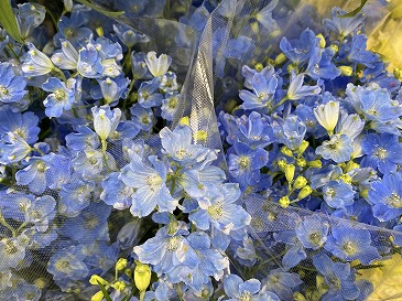 デルフィニウム・プラチナブルー　