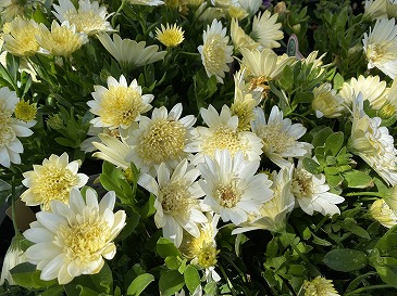 オステオスペルマム　５５０円