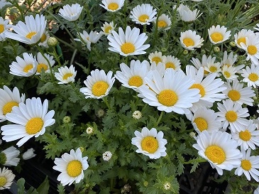 ノースポール　１６５円