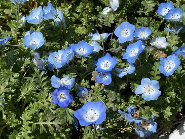 ネモフィラ　２２０円　