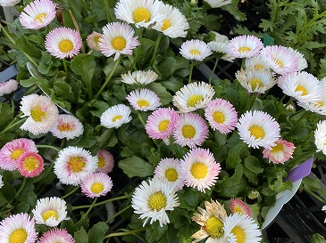 デージー　４４０円　