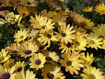 オステオスペルマム　３３０円