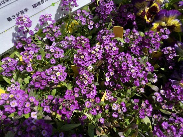 アリッサム　１１０円　