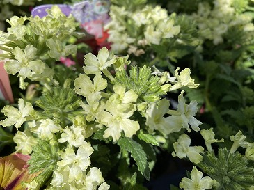 花かんざし　２７５円