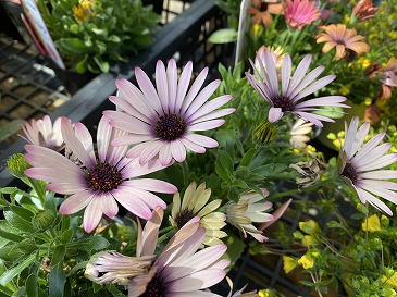 オステオスペルマム　アキラ　３３０円