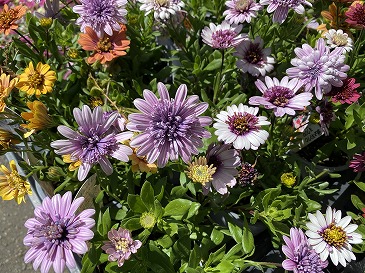 オステオスペルマム　７７０円