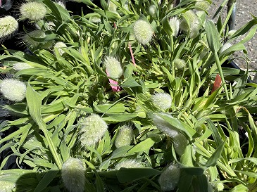 ラグラス　３３０円