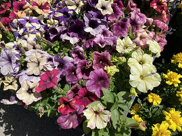 ペチュニア　２２０円　