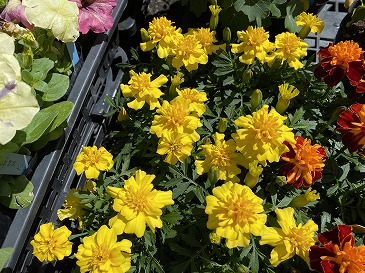 マリーゴールド　１１０円　