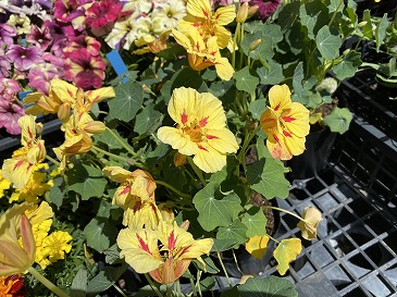 ナスタチューム　２２０円　