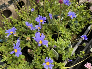 ブルーデージー　２２０円　