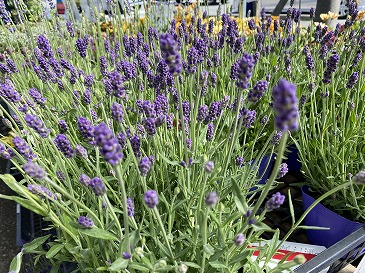 イングリッシュ・ラベンダー　５５０円　