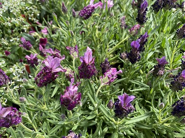 フレンチラベンダー　３３０円