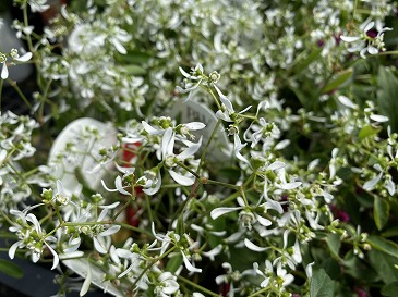 ユーフォルビア　５５０円　