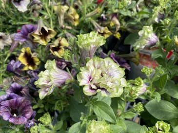 ペチュニア　５５０円　