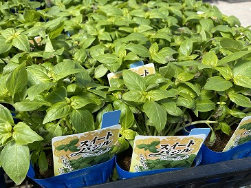 スイートバジル　２２０円
