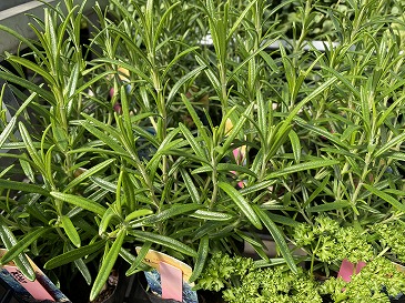 ローズマリー　３３０円　