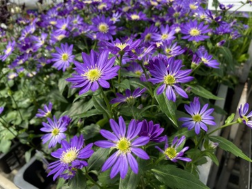 みやこわすれ　８８０円　