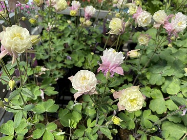 西洋オダマキ　４４０円　