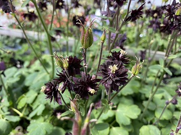 オダマキ　４４０円　