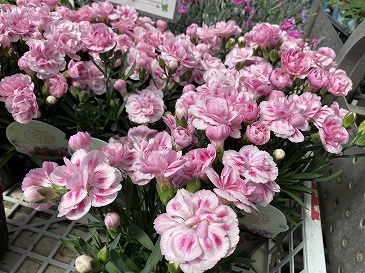 ダイアンサス　５５０円　