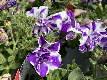 ペチュニア　５５０円　