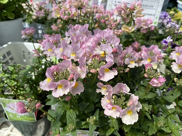 ネメシア　(ゲブラナガトヨ)　５５０円