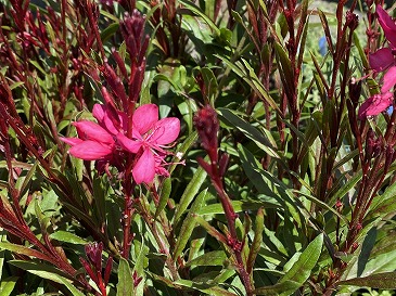 ガウラ　１,３２０円