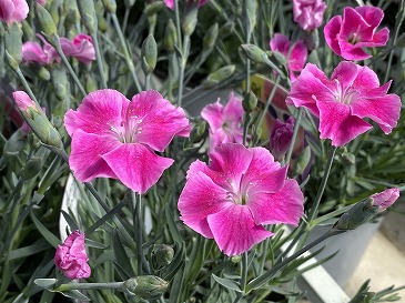 ダイアンサス　３３０円　