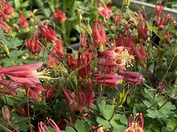 オダマキ　４４０円　