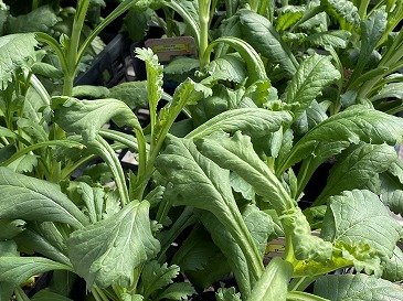 スカビオサ苗　４４０円　