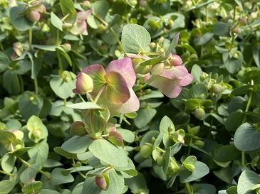 オレガノケントビューティー　５５０円　